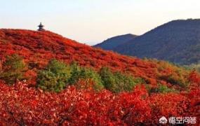 香山红叶什么时间最红,北京香山红叶什么时候景色最佳？
