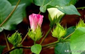 棉花的花语是什么,在一天里棉花什么时开花最盛？