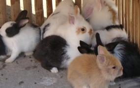 宠物兔子怎么养,怎样正确的饲养宠物兔子？