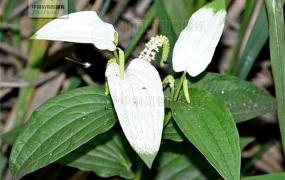 白花蛇舌草和半枝莲的功效与作用,半边莲和蛇舌草可以治疗癌症吗？