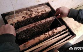 蜜蜂居住的地方叫什么,农民在养蜂中，蜂箱有哪几种？