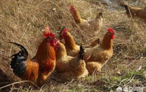健康情况,如何观察鸡群的健康状况？