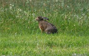 兔子的生活习性,兔子喜欢住在哪，怎么筑巢？