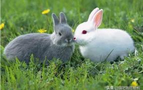 兔子的生活习性,兔子的生活习性和特点是什么？