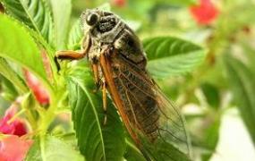 蝉的习性,昆虫记中动物的生活习性简单介绍？