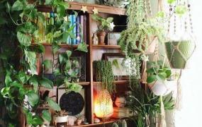 适合室内养的绿植,有哪些高颜值绿植适合在室内养？
