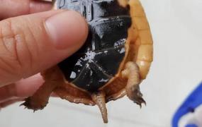 乌龟脱皮和腐皮的区别,乌龟脱皮和腐皮如何区分？