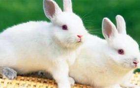 属兔和什么属相不合,属兔的人最怕遇到什么样的人？