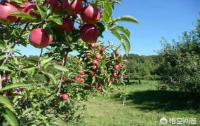 苹果籽,苹果籽要怎么种才能种出苹果？