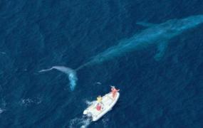 头比脚大什么动物,世界上有哪些动物比蓝鲸大？