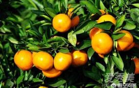 橘子什么时候成熟,桔子是哪个季节的最好吃？