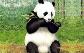 熊猫怎么叫,大熊猫这名字是怎么来的？