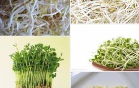 绿豆芽生长过程图片,一斤绿豆能发多少斤绿豆芽？