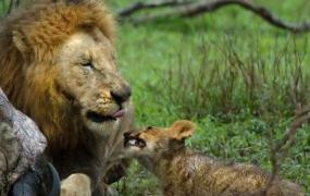 狮群,狮群是怎么防止近亲繁殖的？