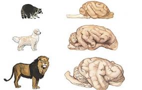 狮子属于猫科还是犬科,熊科VS猫科VS犬科，谁厉害？
