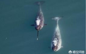 一角鲸,独角鲸拥有更大的长牙意味着什么？