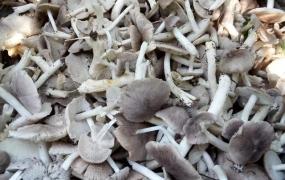 红菌,野外如何鉴别可食用的蘑菇？