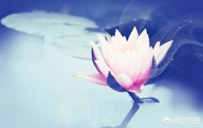 画百合花,莲花为什么是佛教的圣物？