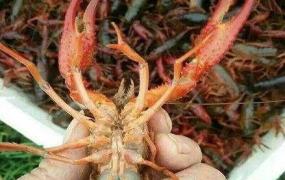 小龙虾怎么养殖,小龙虾的养殖技术有哪些？