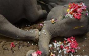 大象墓地,大象死后它们的身体怎么处理？