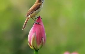 杜鹃鸟的寓意,鸟在古诗文中常常代表哪些意义？