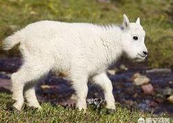 动物馒头的做法大全,面食小羊羔的做法是什么？