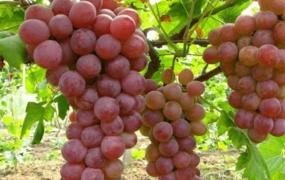 葡萄种植方法,怎么种葡萄(种子繁殖)？