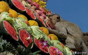蜘蛛猴,猴子只吃水果吗？还吃什么？