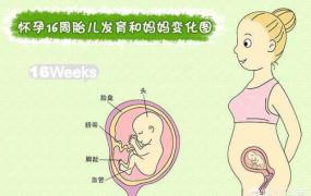 怀孕四个月胎儿图,怀孕4个月，会有什么反应？