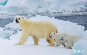 熊掌图片,北极熊吃小北极熊是真的吗？