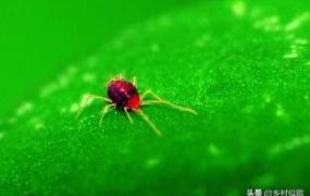 红蜘蛛引丝,阳台花卉怎么治理红蜘蛛蚜虫？