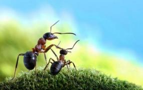 蚂蚁镜像蜘蛛强引配置,有翅膀的蚂蚁是什么蚂蚁？