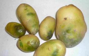 土豆变绿,土豆为什么放一段时间会发绿？