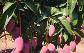 芒果怎么种植方法,芒果苗在什么季节种植最好？