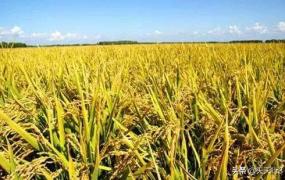 水稻亩产,我国稻田亩产最高可达多少斤？