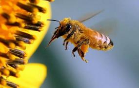 蜂花粉的作用,蜂花粉的功效作用有哪些？