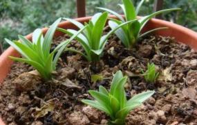 百合种植方法,你认为百合花什么季节种植最好？