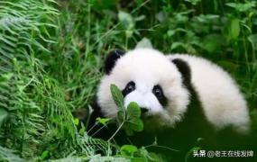 大熊猫生活在什么地方,大熊猫生活在什么地方50字？