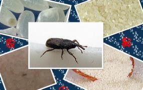 大米生虫子了怎么办？如何防止大米生虫子