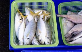 死鱼贴眼珠贴片冒充鲜鱼，怎样才能买到新鲜的鱼？