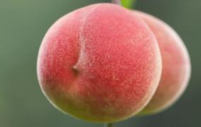 桃子被称为“肺之果” 桃子的健康吃法