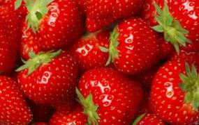 草莓含丰富胡萝卜素明目养肝 采摘草莓必备的小诀窍