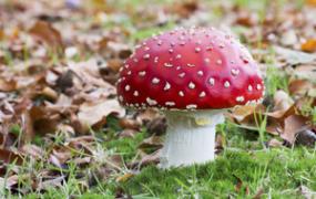 春季采蘑菇要当心 误食毒蘑菇进入高发期
