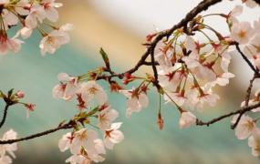武汉大学来赏樱花 让青春放肆的飞扬！