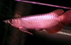 印尼辣椒红龙鱼的简介-印尼辣椒红龙鱼如何繁殖？