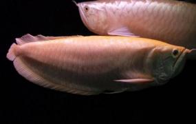 白金龙鱼的简介-白金龙鱼的特征