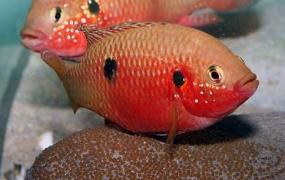红宝石鱼的简介-红宝石鱼的品种