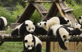 熊猫有攻击性吗