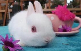 波兰兔的生活环境-波兰兔如何养护？