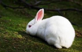 哈尔滨大白兔的形态特征有哪些？